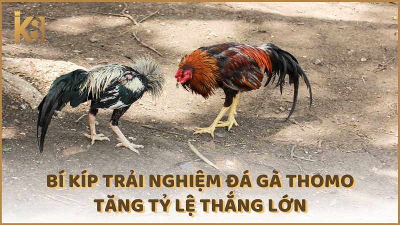 Bi Kip Trai Nghiem Da Ga Thomo Tang Ty Le Thang Lon (1)