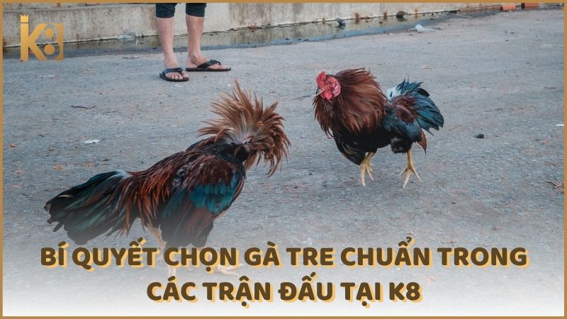 Bi Quyet Chon Ga Tre Chuan Trong Cac Tran Dau Tai K8 (1)