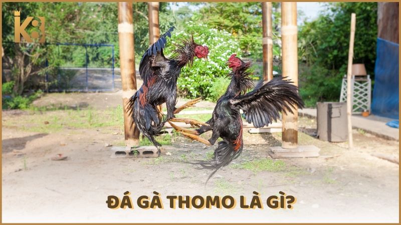 Da Ga Thomo La Gi (1)