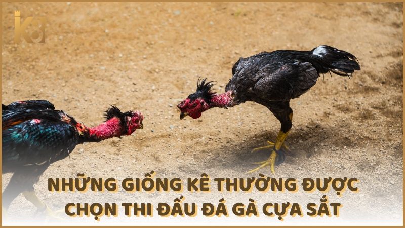 Nhung Giong Ke Thuong Duoc Chon Tham Du Thi Dau Da Ga Cua Sat (1)