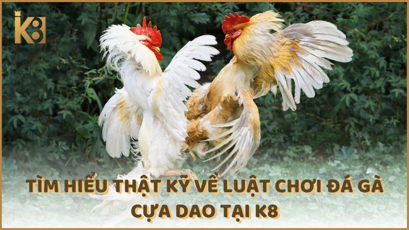 Tim Hieu That Ky Ve Luat Choi Da Ga Cua Dao Tai K8 (1)